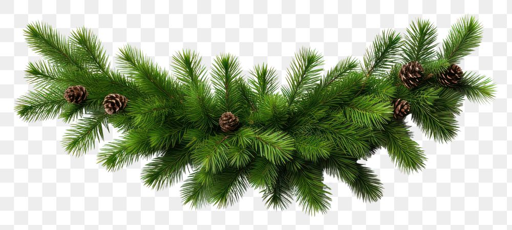 PNG Straight christmas tree pine garland plant fir white background