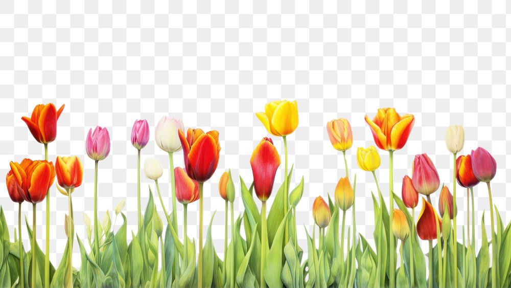 PNG  Tulips panoramic outdoors flower. AI generated Image by rawpixel.