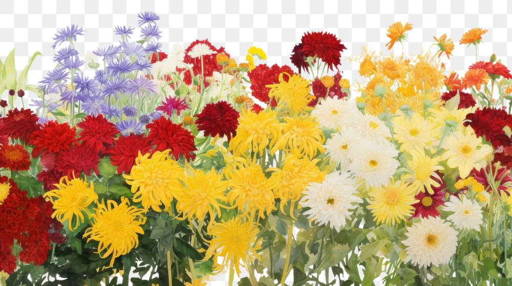 PNG  Chrysanthemum garden backgrounds chrysanths outdoors. AI generated Image by rawpixel.