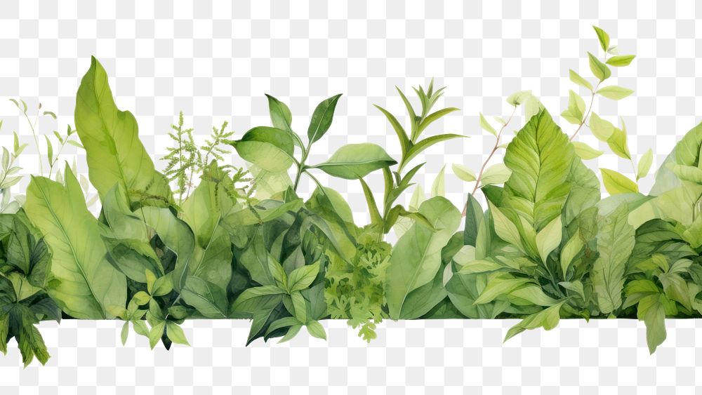 PNG  Green leaves plant herbs leaf. 