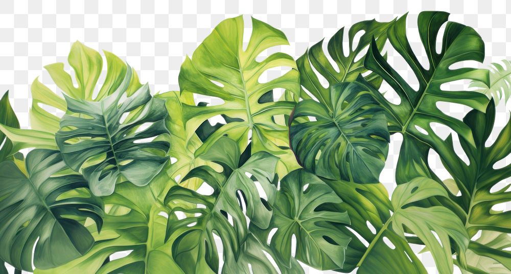 PNG  Monstera Leaves backgrounds plant green. AI generated Image by rawpixel.