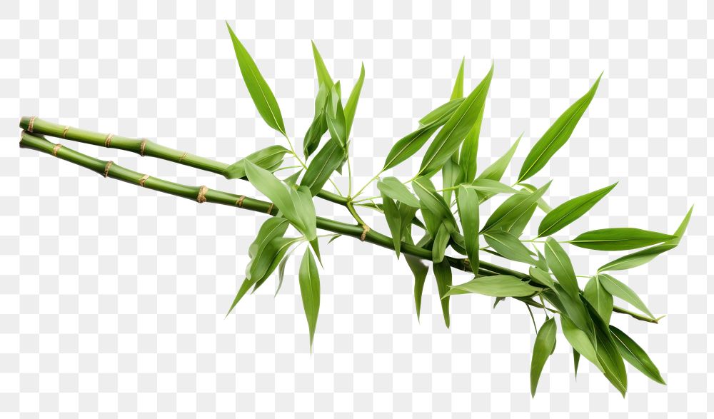 PNG Lucky Bamboo bamboo plant leaf. AI generated Image by rawpixel.