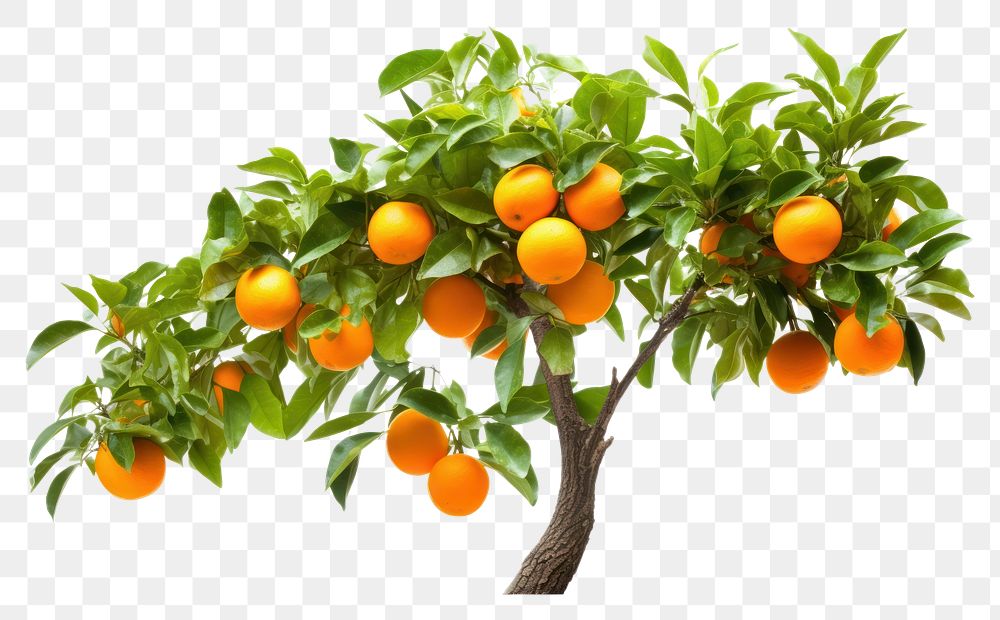 PNG Kumquat Tree grapefruit plant food. AI generated Image by rawpixel.