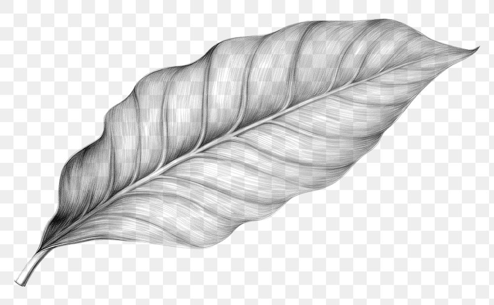 PNG Tropical leaf sketch drawing plant. AI generated Image by rawpixel.