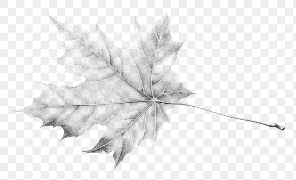 PNG Dried leave drawing sketch maple. AI generated Image by rawpixel.