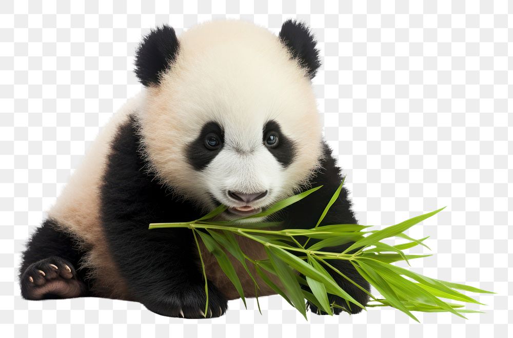 PNG Baby panda eating wildlife animal mammal. AI generated Image by rawpixel.