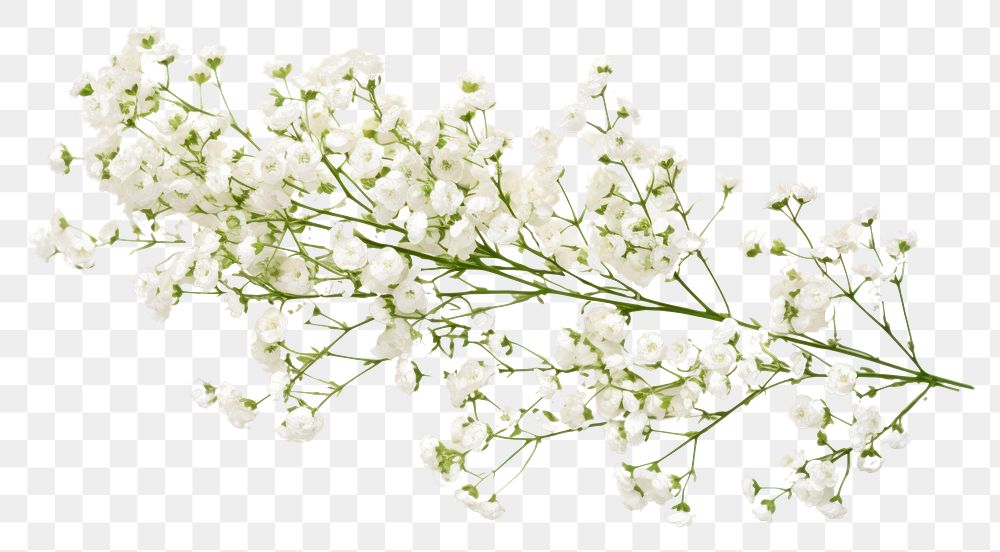 PNG Branch flower plant white