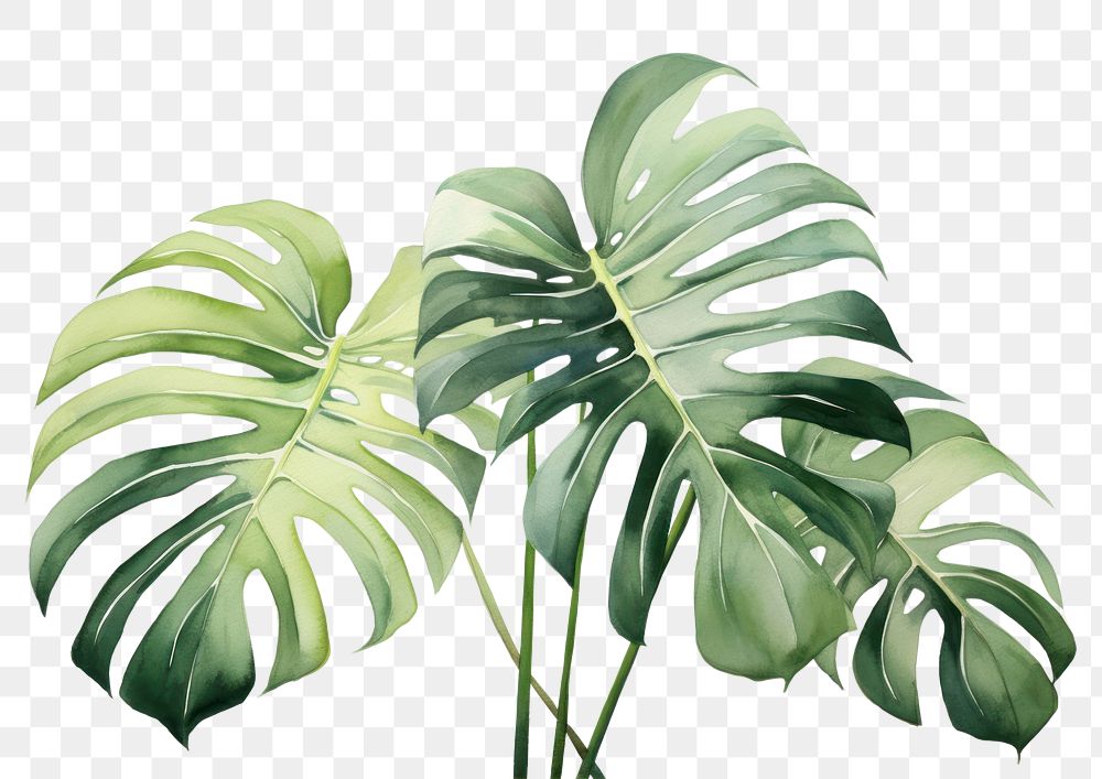 PNG  Monstera plant leaf backgrounds freshness. AI generated Image by rawpixel.