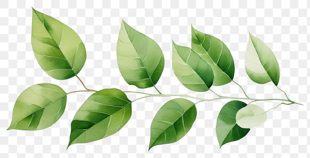 PNG  Green leaves plant leaf tree. AI generated Image by rawpixel.