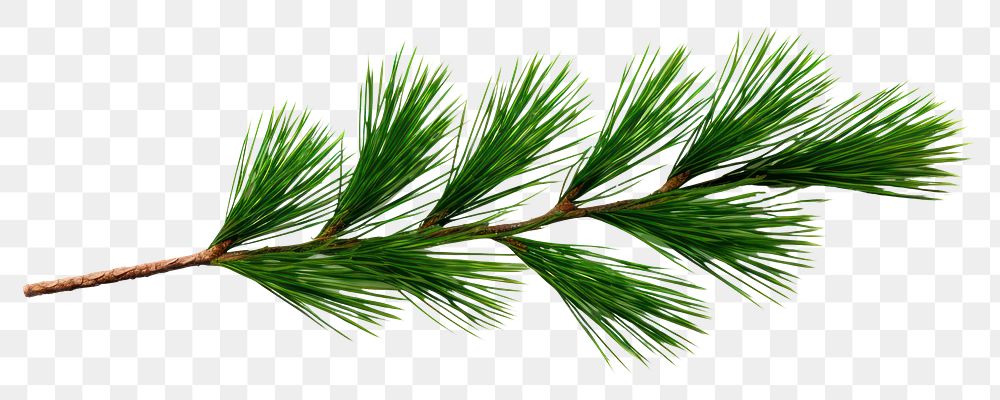 PNG Plant pine tree fir. AI generated Image by rawpixel.