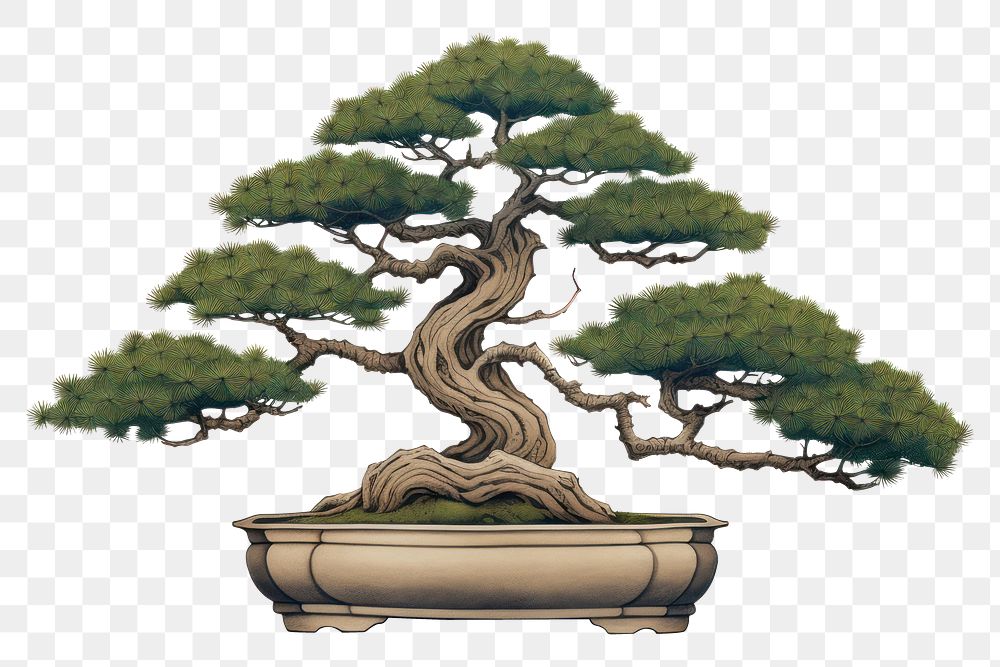 PNG Bonzai bonsai plant tree. AI generated Image by rawpixel.