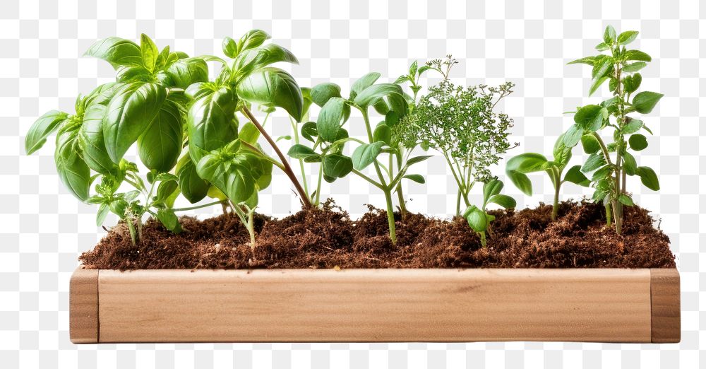 PNG  Vegetable garden plant herbs leaf. AI generated Image by rawpixel.