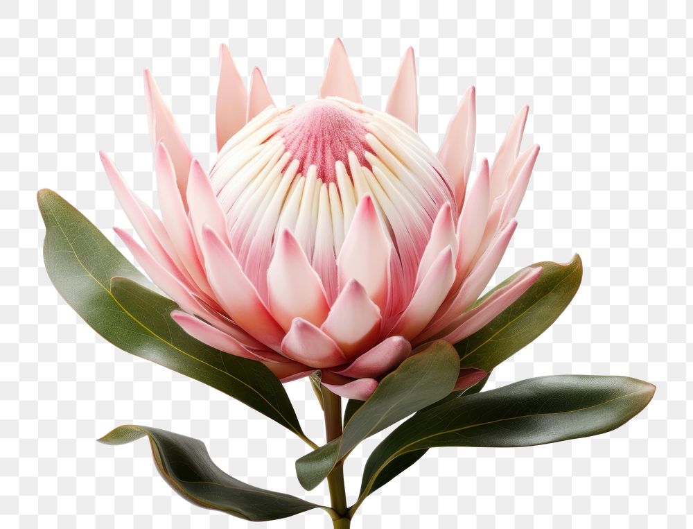 PNG  King protea blossom flower petal. AI generated Image by rawpixel.