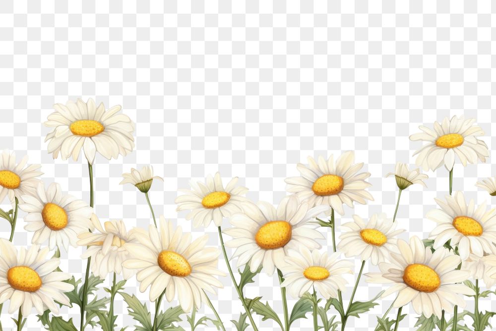 PNG  Daisy flower backgrounds plant white. AI generated Image by rawpixel.