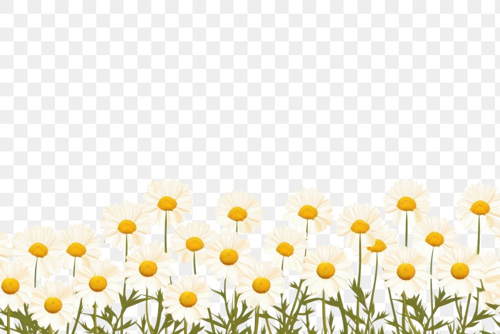PNG  Daisy flower backgrounds outdoors nature. AI generated Image by rawpixel.