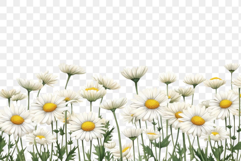 PNG  Daisy flower backgrounds outdoors nature. AI generated Image by rawpixel.