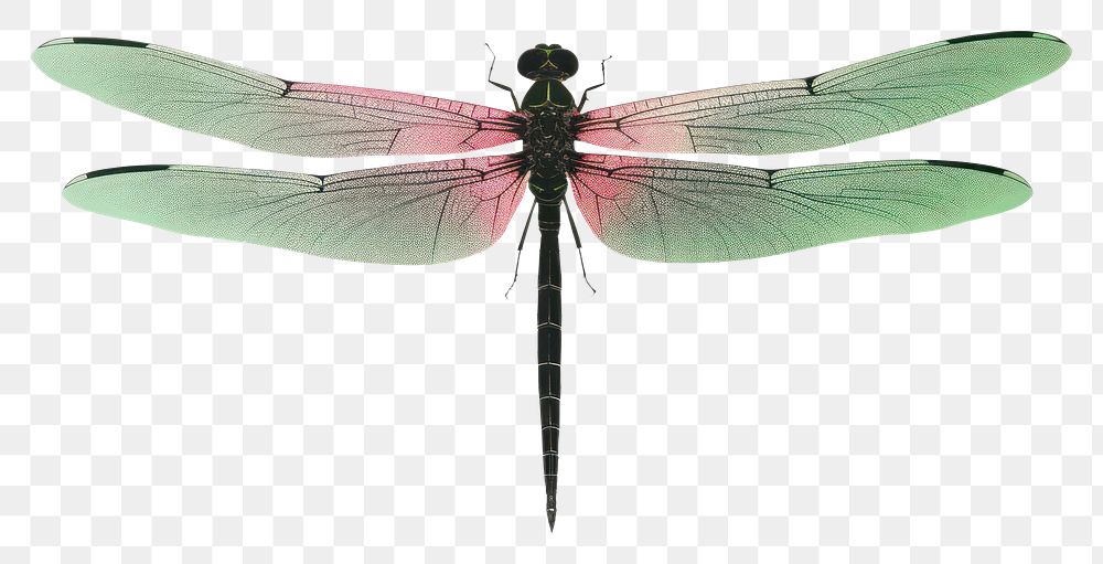 PNG Dragonfly dragonfly animal insect