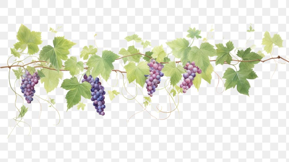 PNG  Grapevine grapes plant food. AI generated Image by rawpixel.