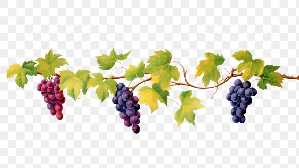 PNG  Grape vine grapes plant fruit. AI generated Image by rawpixel.