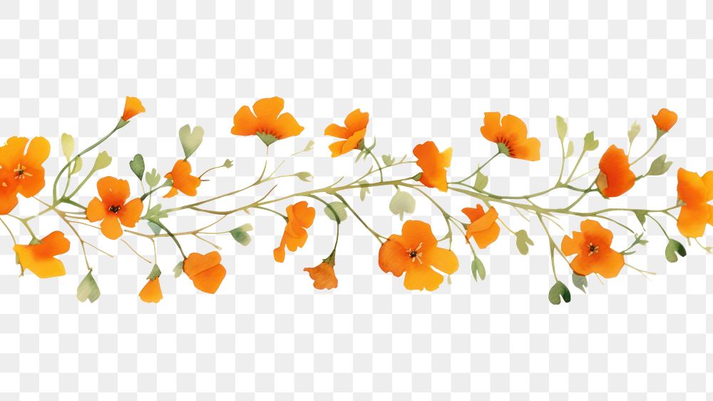 PNG  Orange flowers plant petal white background. AI generated Image by rawpixel.