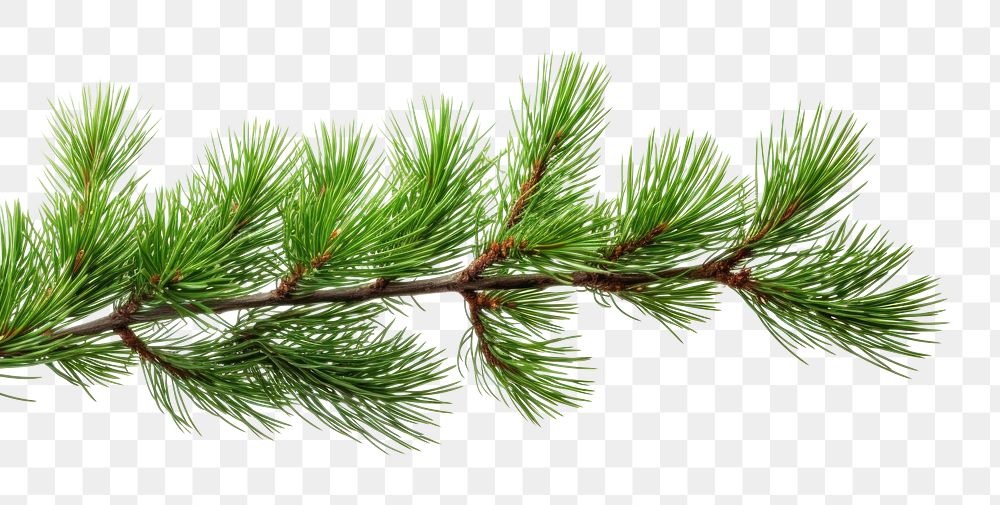 PNG  Branch of pine plant tree fir AI generated Image by rawpixel