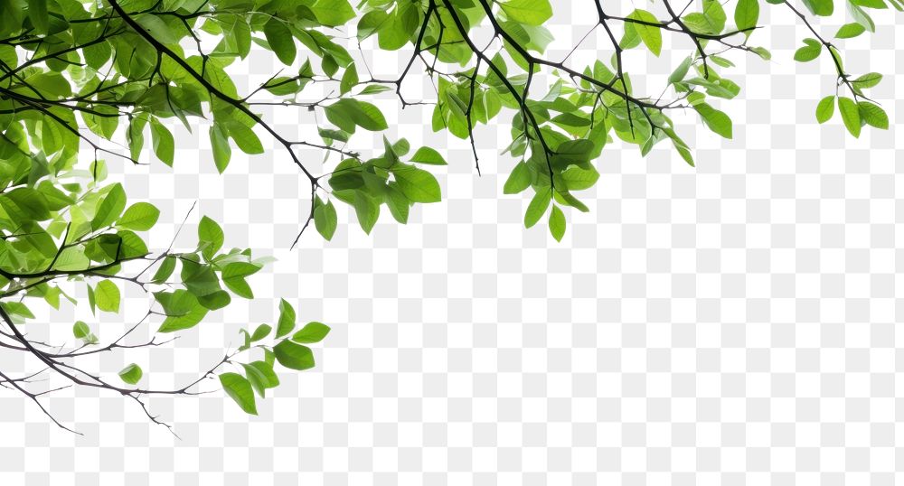 PNG  Tree branches with green leaf on left border tree backgrounds outdoors. AI generated Image by rawpixel.