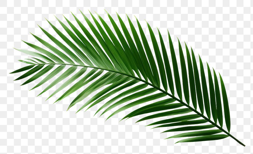 PNG  Dark tropical green palm leaf tree plant white background freshness AI generated Image by rawpixel