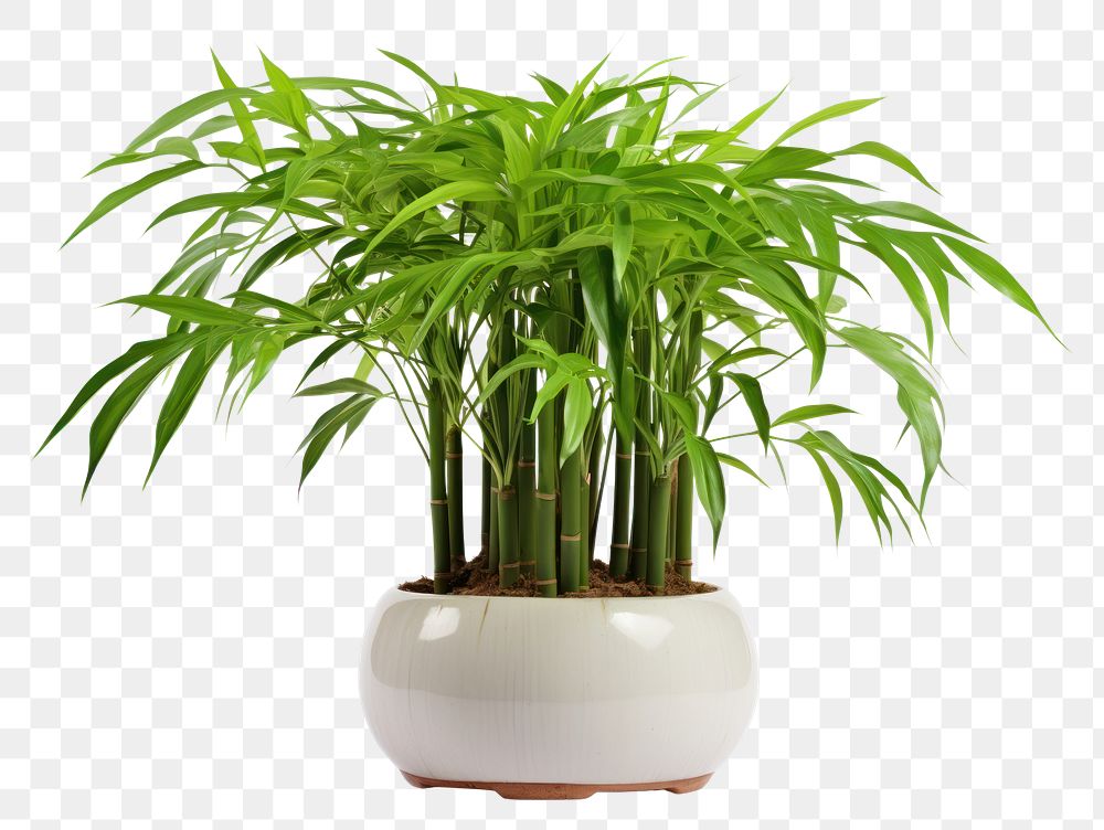 PNG  Bamboo plant white background houseplant freshness. AI generated Image by rawpixel.