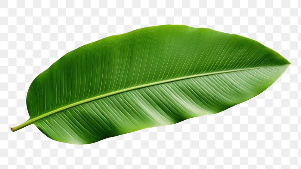 PNG A lush green tropical banana leaf freshness plant white background. AI generated Image by rawpixel.