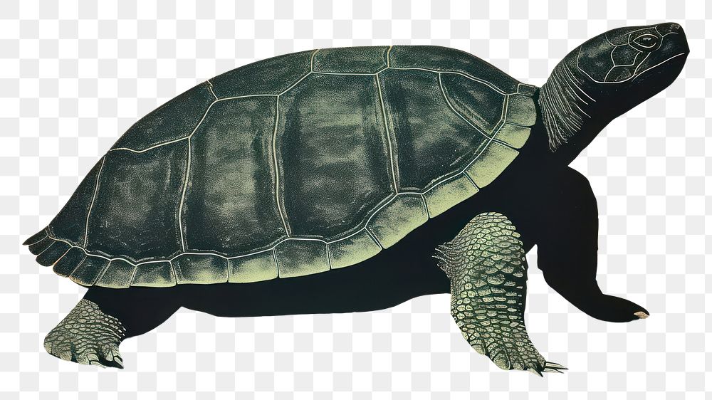 PNG Reptile animal turtle side view. AI generated Image by rawpixel.