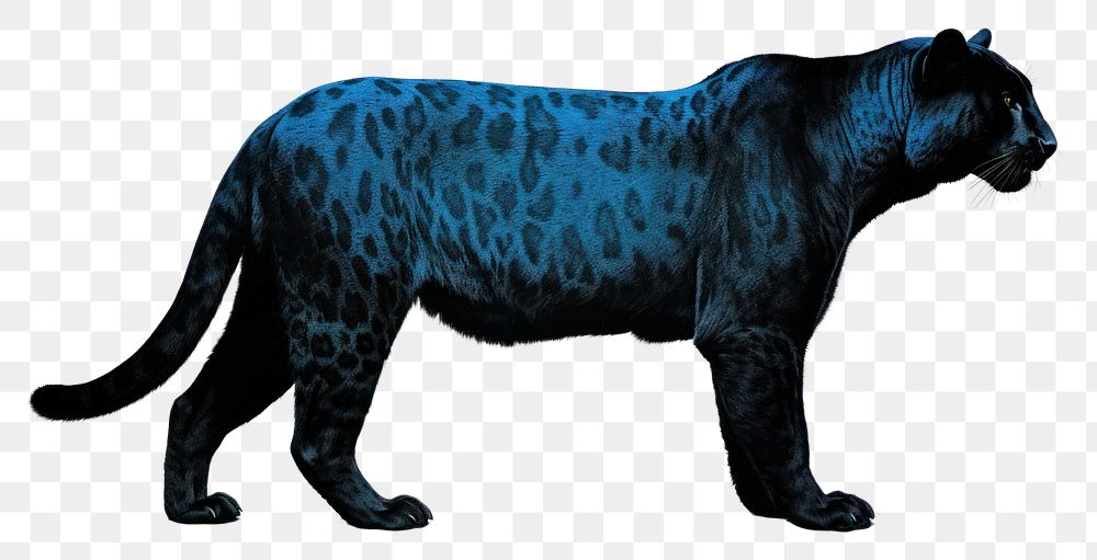 PNG Wildlife mammal animal jaguar. AI generated Image by rawpixel.