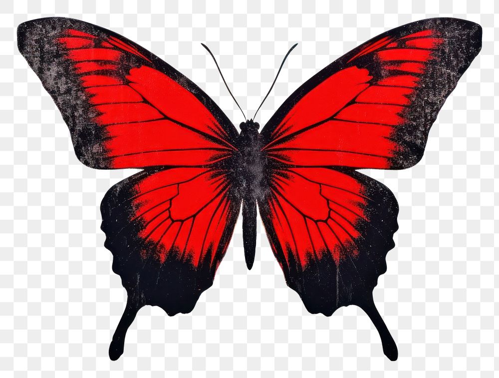 PNG Butterfly animal insect red. AI generated Image by rawpixel.