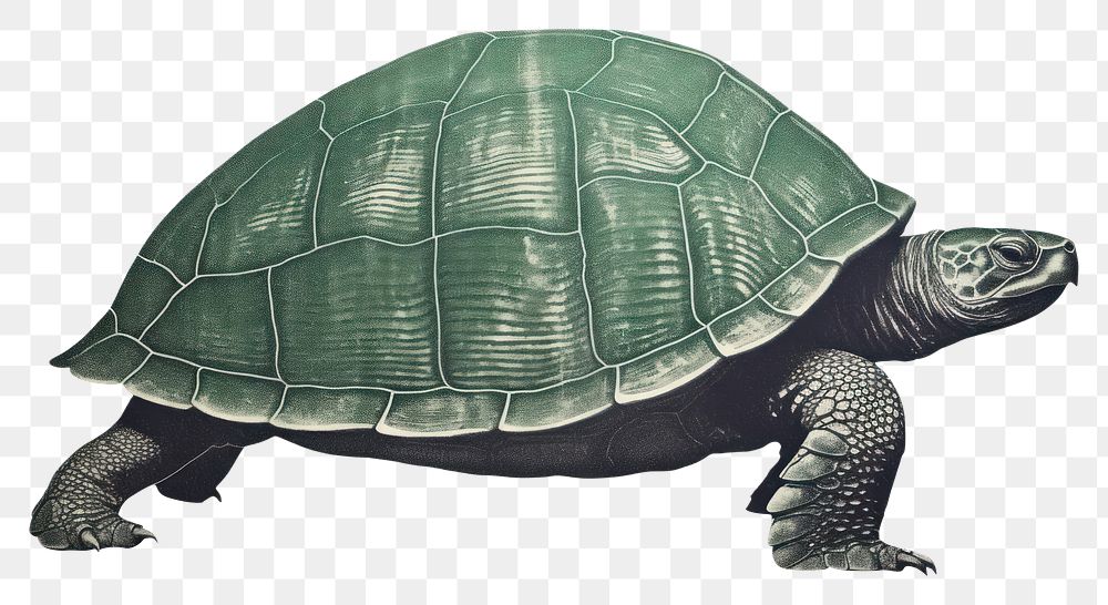 PNG Reptile animal turtle side view. AI generated Image by rawpixel.