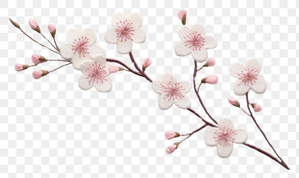 PNG Blossom flower plant white. AI generated Image by rawpixel.