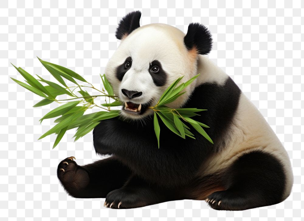 PNG  A panda eating bamboo internode wildlife animal mammal. AI generated Image by rawpixel.