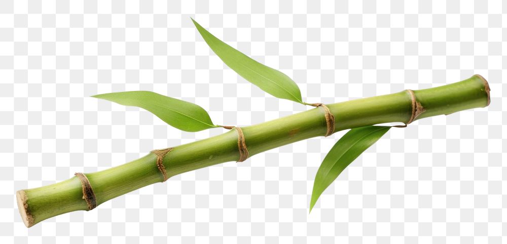 PNG  One bamboo internode plant white background freshness. AI generated Image by rawpixel.