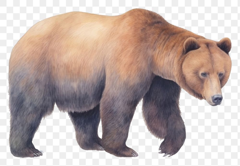 PNG  Brown bear watercolor wildlife drawing mammal. AI generated Image by rawpixel.