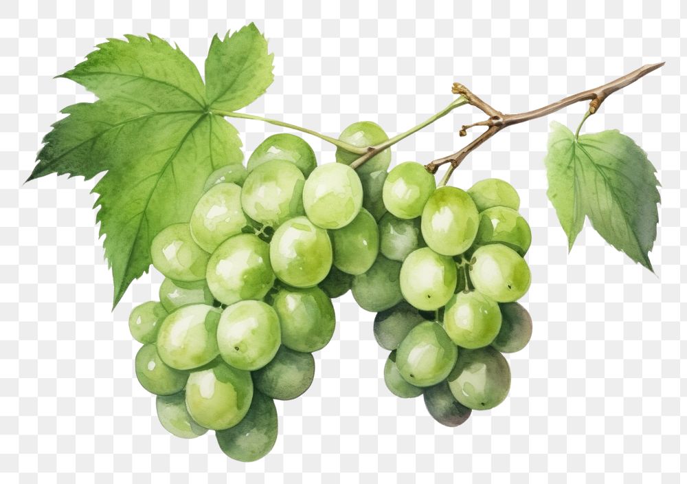 PNG  Green grapes watercolor fruit plant food. AI generated Image by rawpixel.