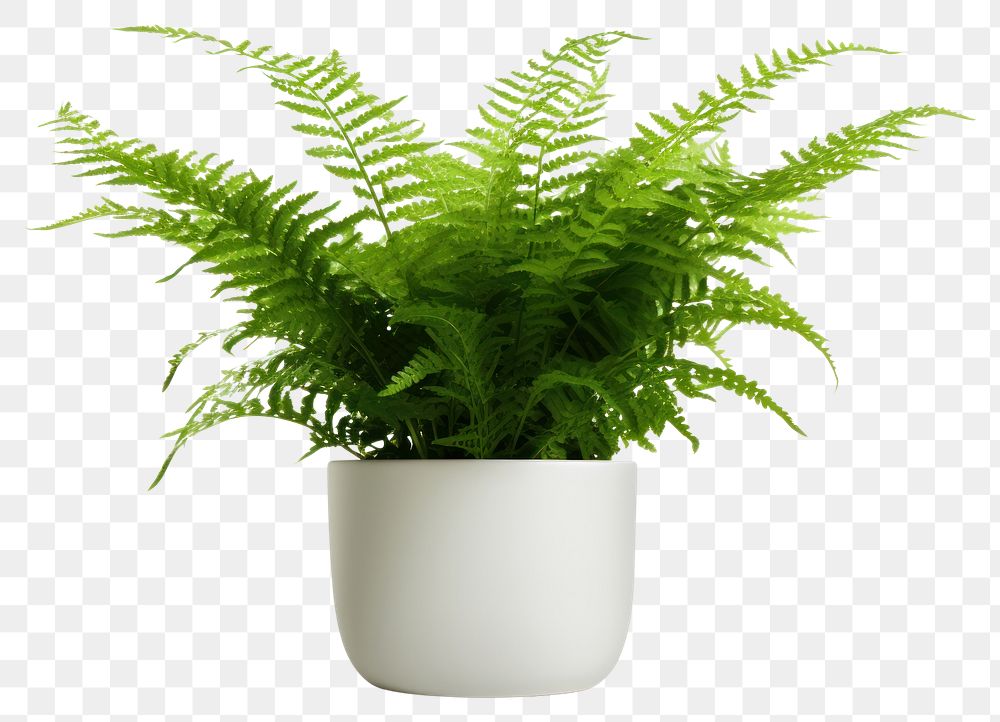 PNG Fern plant green leaf houseplant. AI generated Image by rawpixel.