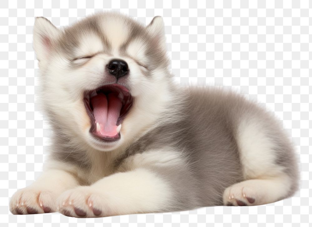 PNG  Happy yawning Siberian Husky puppy mammal animal husky. AI generated Image by rawpixel.