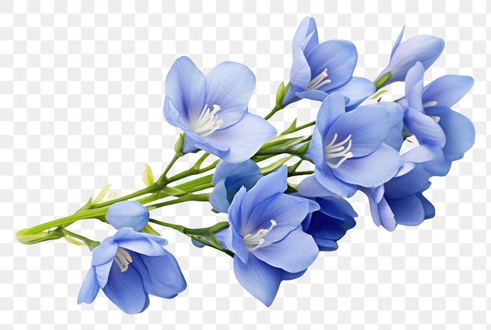 PNG Blue freesia flower blossom petal. AI generated Image by rawpixel.