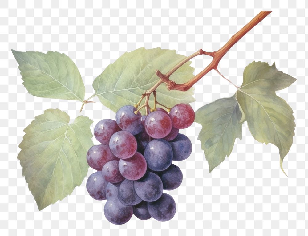 PNG  Red grapes vine watercolor fruit plant food. AI generated Image by rawpixel.
