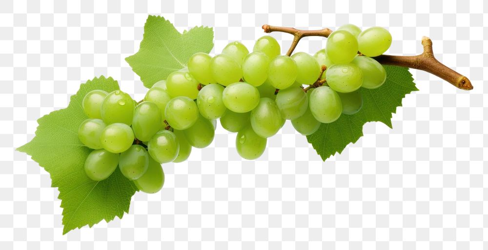 PNG  Vine green grapes fruit plant food. AI generated Image by rawpixel.
