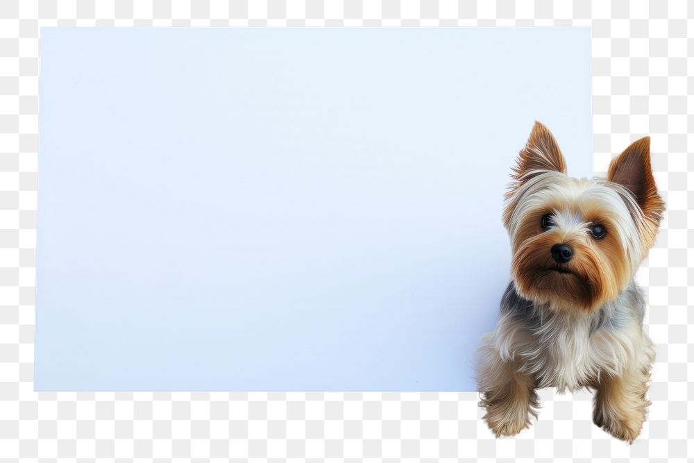 PNG Yorkshire Terrier terrier mammal animal. AI generated Image by rawpixel.
