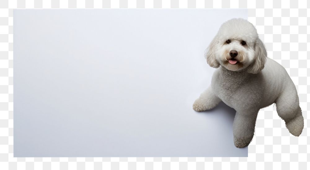 PNG Poodle animal mammal poodle. AI generated Image by rawpixel.