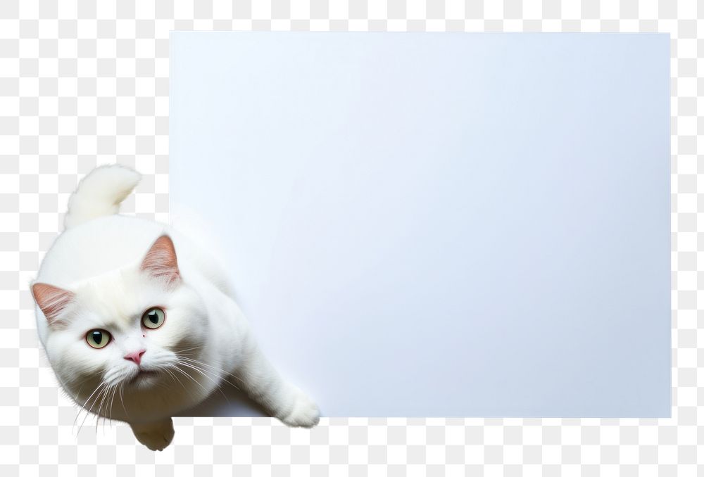PNG Scottish fold cat floor flooring animal. AI generated Image by rawpixel.