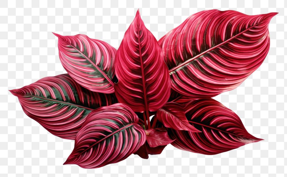 PNG  Calathea Tropical leaves plant petal leaf. AI generated Image by rawpixel.
