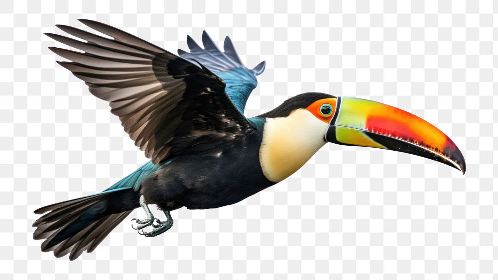 PNG Toucan animal bird beak