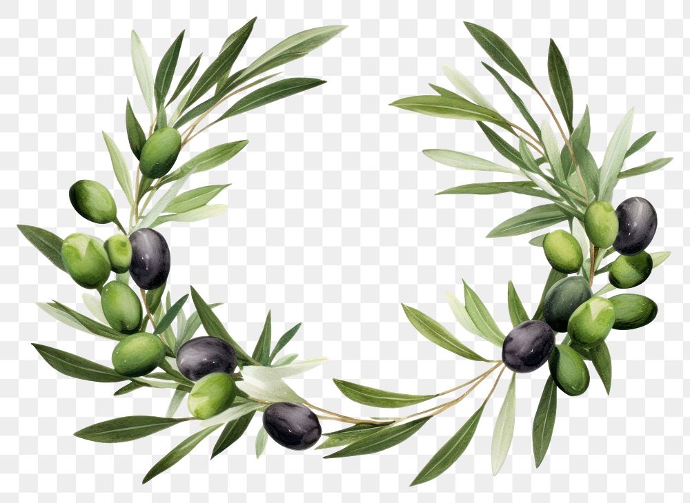 PNG  Olive olive plant leaf. AI generated Image by rawpixel.
