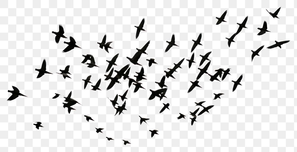 PNG  Flying birds flock animal silhouette. AI generated Image by rawpixel.